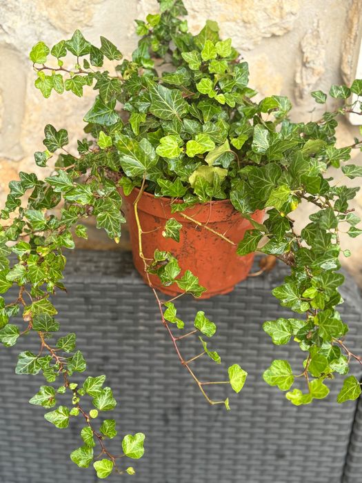 Planta  Ajuga reptans Atropurpurea 1€  e  hera