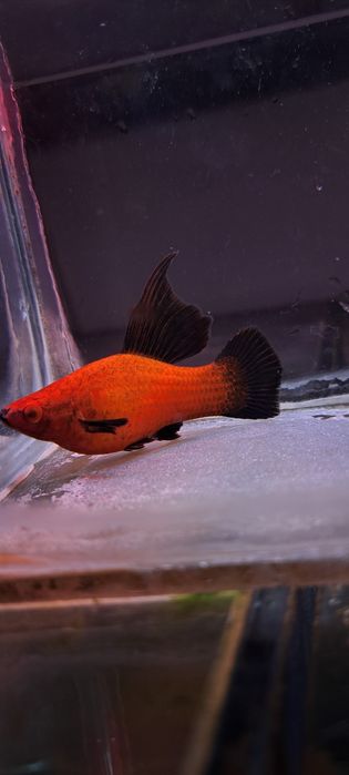 Mieczyki mieczyk wagtail delta 20 szt młode