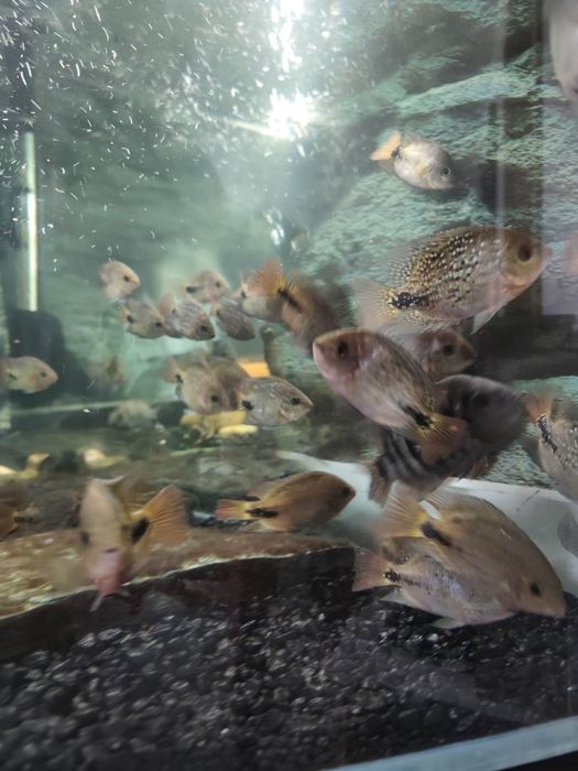Ryba pielęgnica wielobarwna akwarium sprzedam