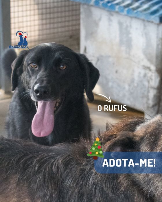 Rufus cao jovem de porte grande