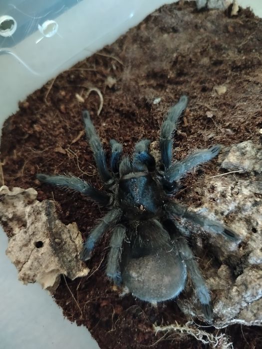 Grammostola Pulchra Samica
