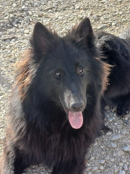 Cachorro Pastor Belga Groenendael