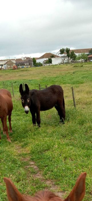 Vendo Cobrições Burro Mirandês Puro / Orçamento