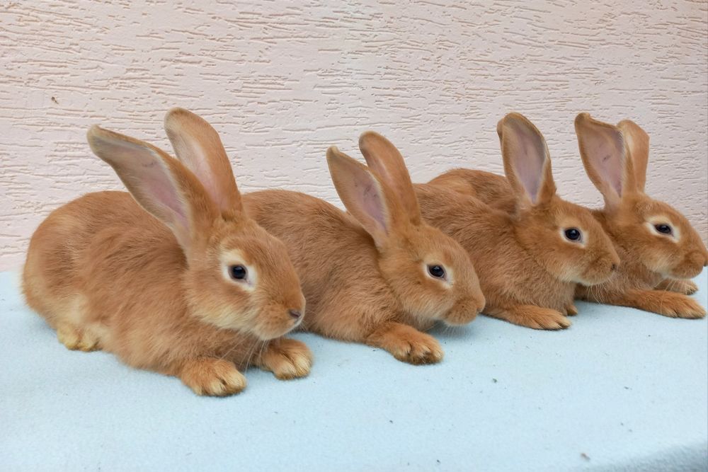 Продам кроликів бургундського породи