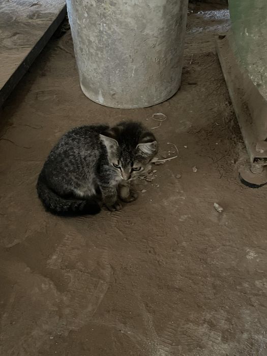 Маленьке кошеня 3 місяці хлопчик