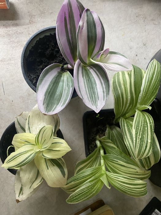 Традесканції гарнні підрощені продам традесканціі сортові