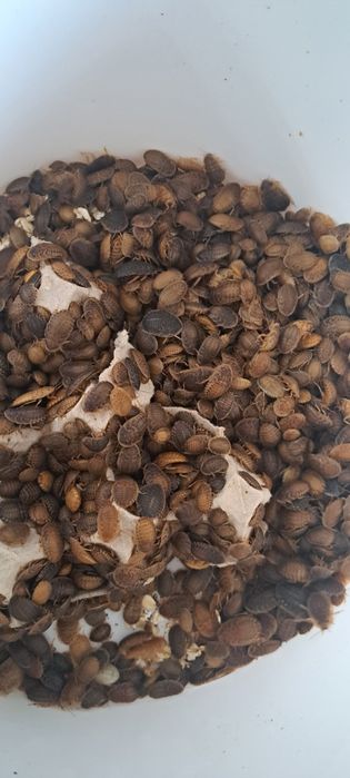 Karaczan Argentyński Dubia - Wszystkie rozmiary (Wysyłka ZIMOWA)