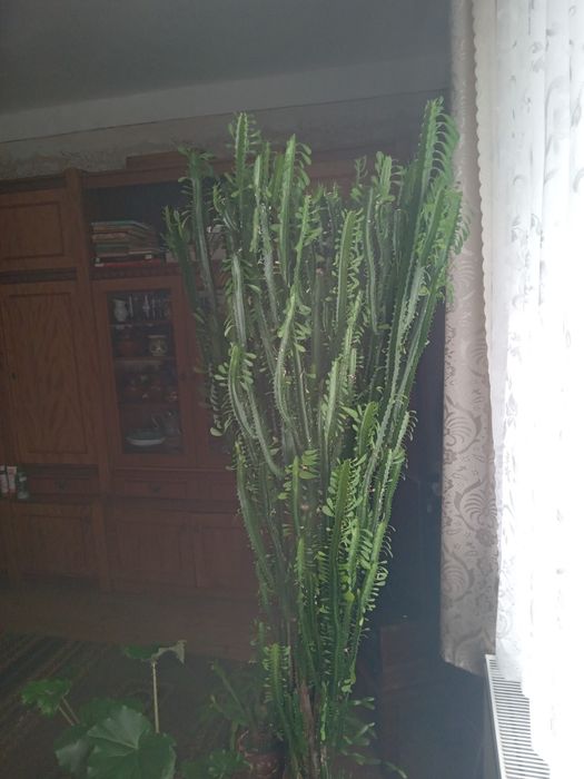 Кактус молочай тригранний