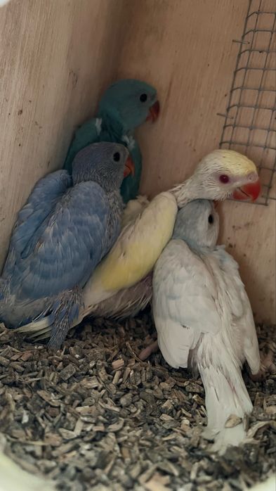 Ring necks jovens e adultos