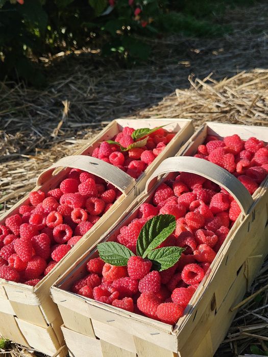 Maliny z własnej plantacji, swieżutkie i słociutkie [20zł/kg]