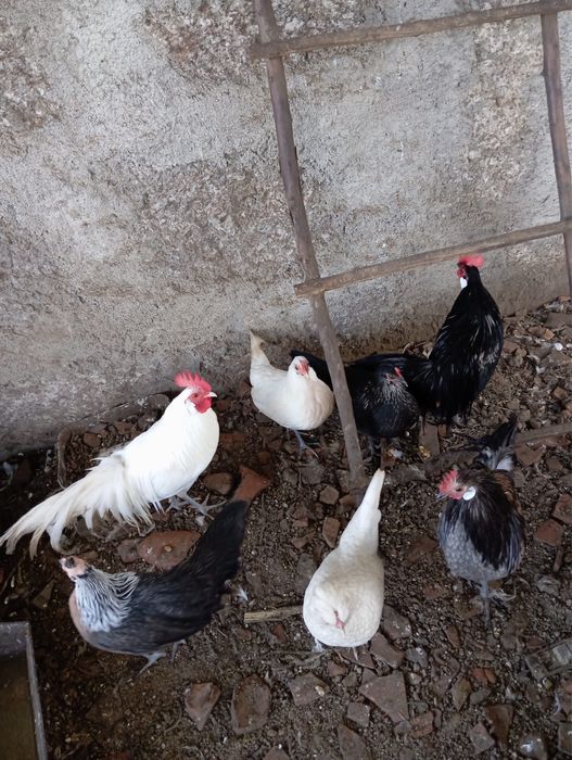 Galinhas Fénix , casal ou separado