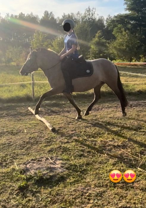 Klacz konika polskiego 4lata !szuka kochającego domu