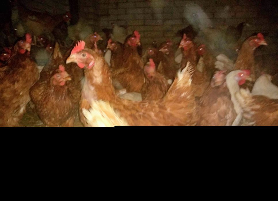Kury nioski  z jajkiem Koszęcin
