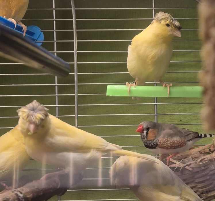 Kanarki samice i samce