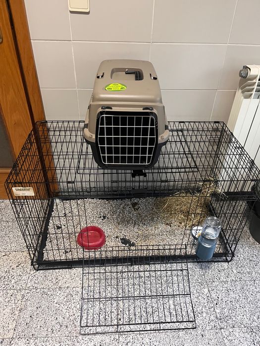 Coelho anão + acessórios (Opcional)