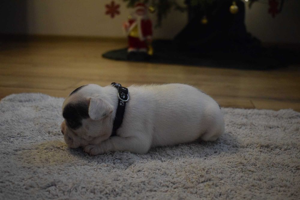 Buldog francuski szczenię - piesek