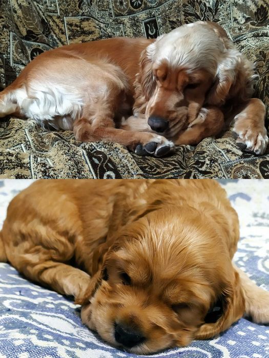 Кокер спаніель в'язка