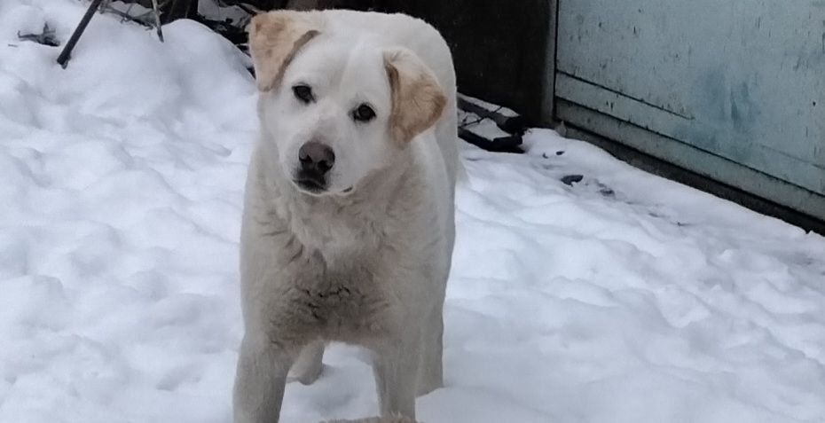 хлопчик безкоштовно