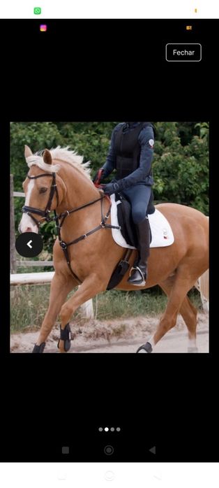 Peitoral com gamarra