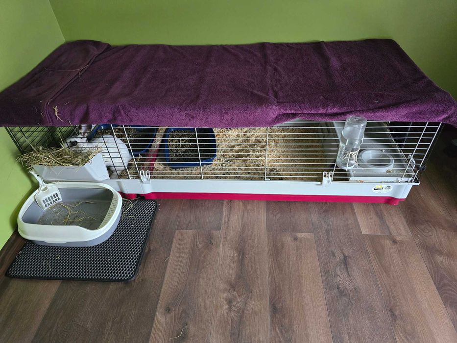 Oddam 1.5 rocznego królika