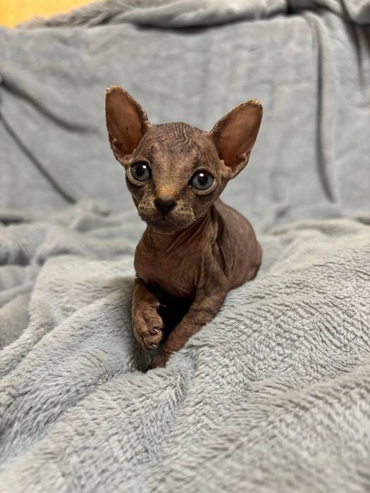 Маленькі красунчики в пошуку нової ролини