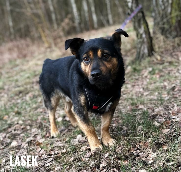 2 letni, 12 kg Lasek do adopcji