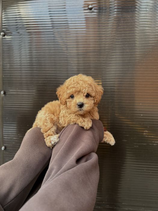 Неймовірні Мальтіпу Ф1/Ф2