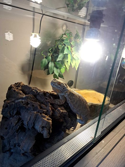 Agama Brodata z terarium