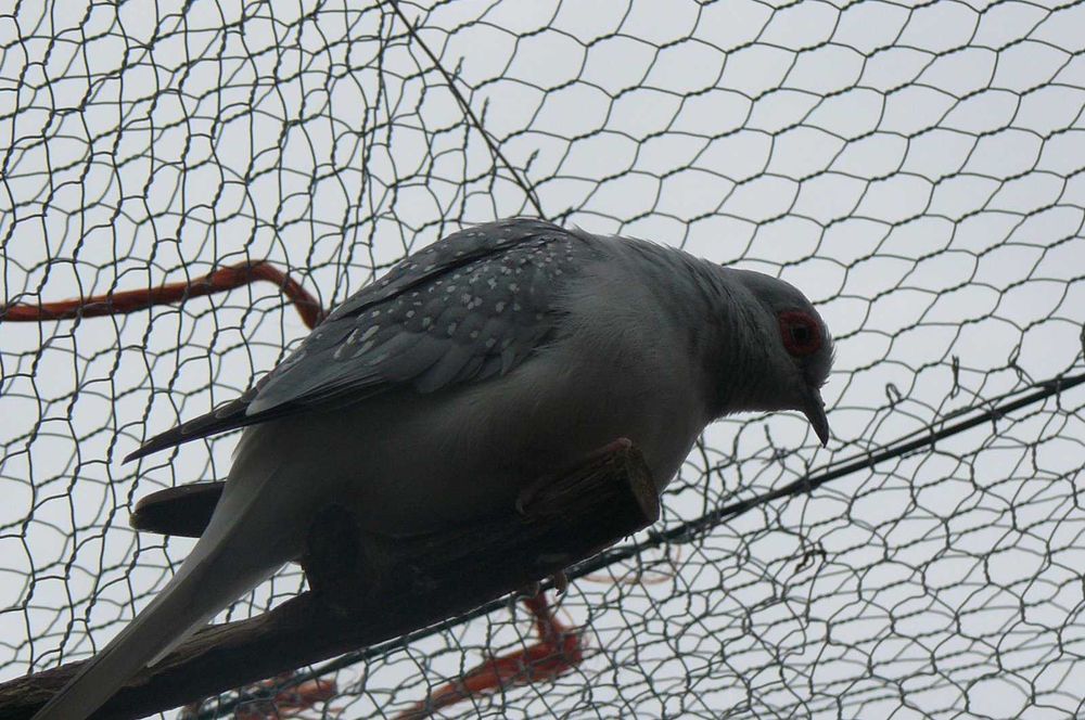 Rolas Diamante várias cores