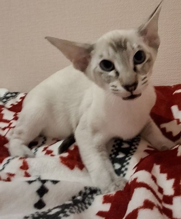 Ориентальна дівчинка  сіл таббі поінт окрас