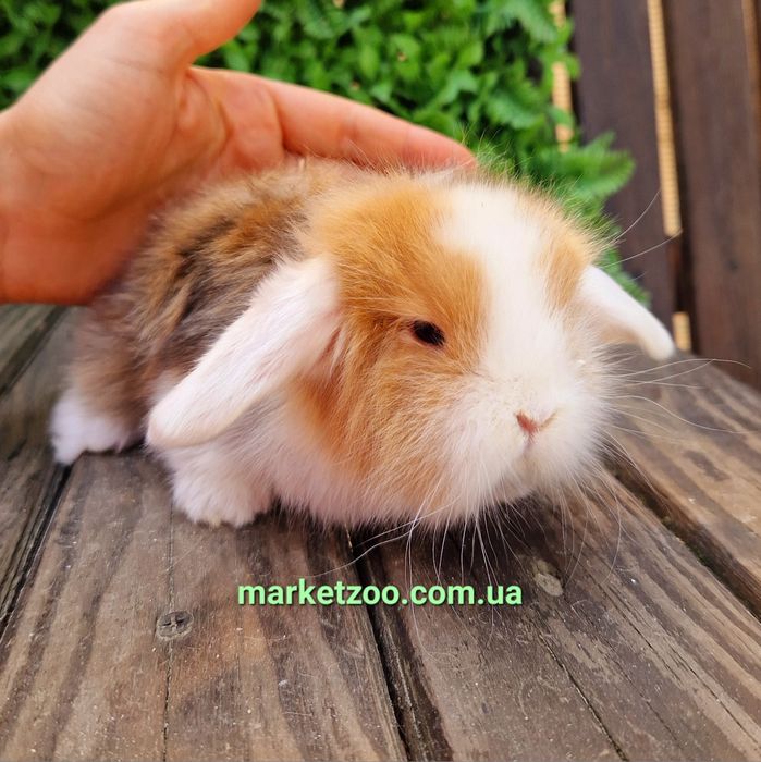 Шикарньій карликовьій кролик мальчик с сатиновьім типом шерсти
