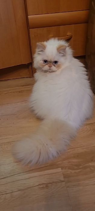 Kota colourpoint FPL FIF-e