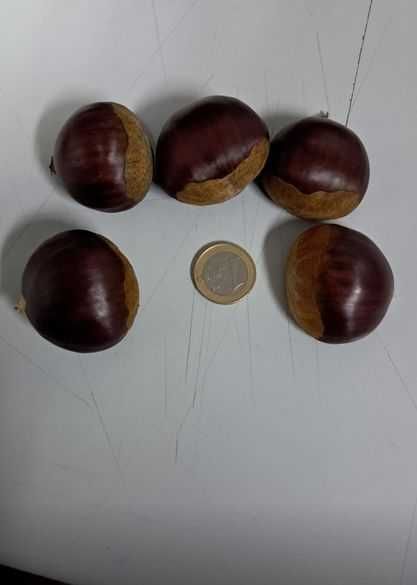 vendo castanhas de carrazedo de montenegro