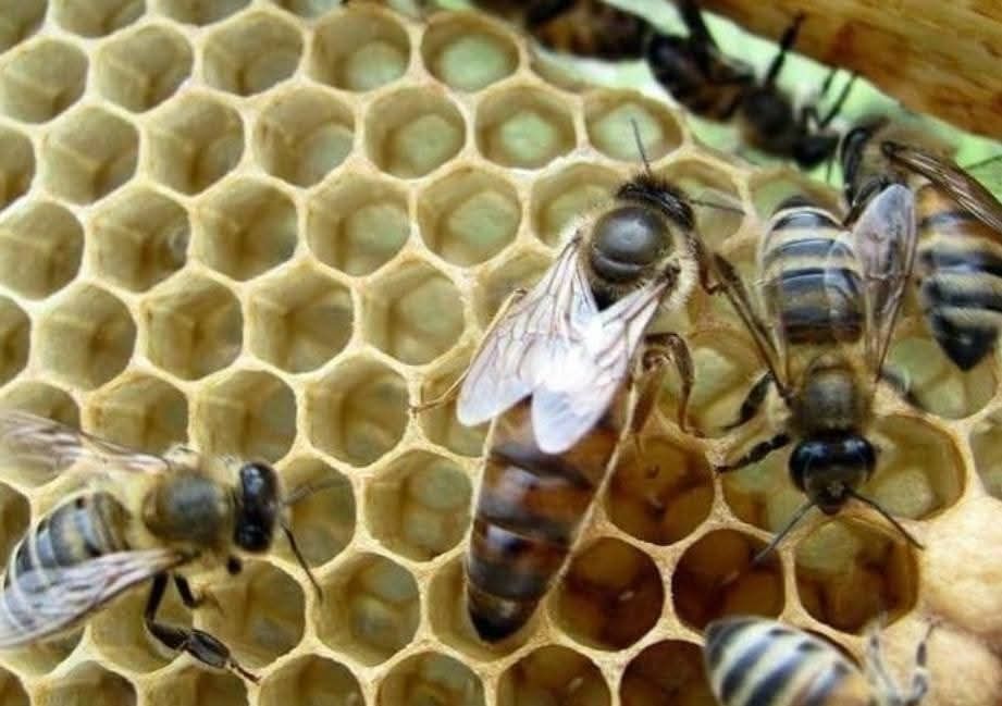 Бджоломатки українська степова