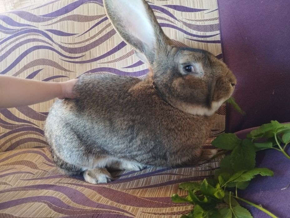 Sprzedam Samca rocznego