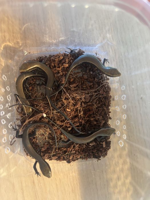 Scynk wieopręgi-eutropis multifasciata