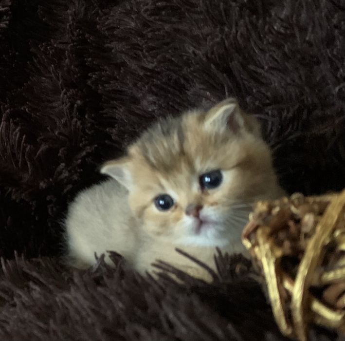 Кошеня Skottish straiht.                               Золота шиншила.