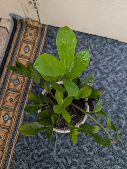 Продам Заміокукас
