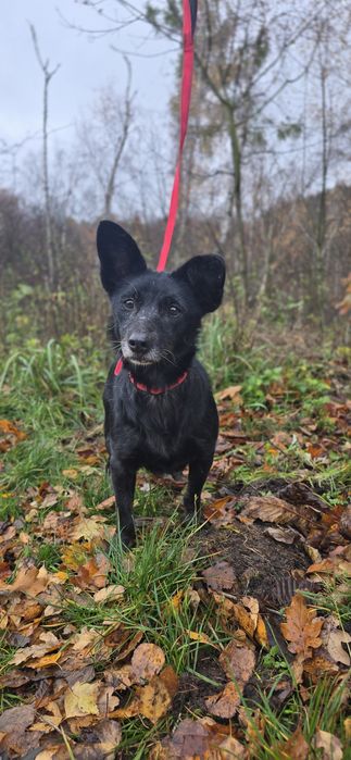 7kg sunia do adopcji