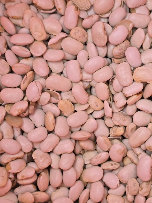 Pellet Sobianek Barlinek Olczyk Lava Olimp Sylva Pelleton Pelet Feniks