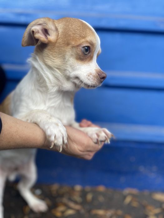 Чихуахуа хлопчик стандарт