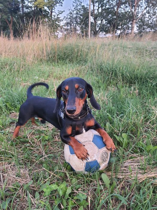 Вязка такса для здоровья))