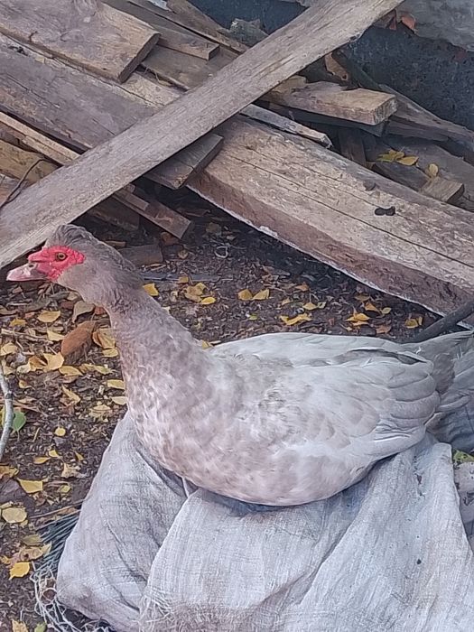 Мускусні індоутки селезні