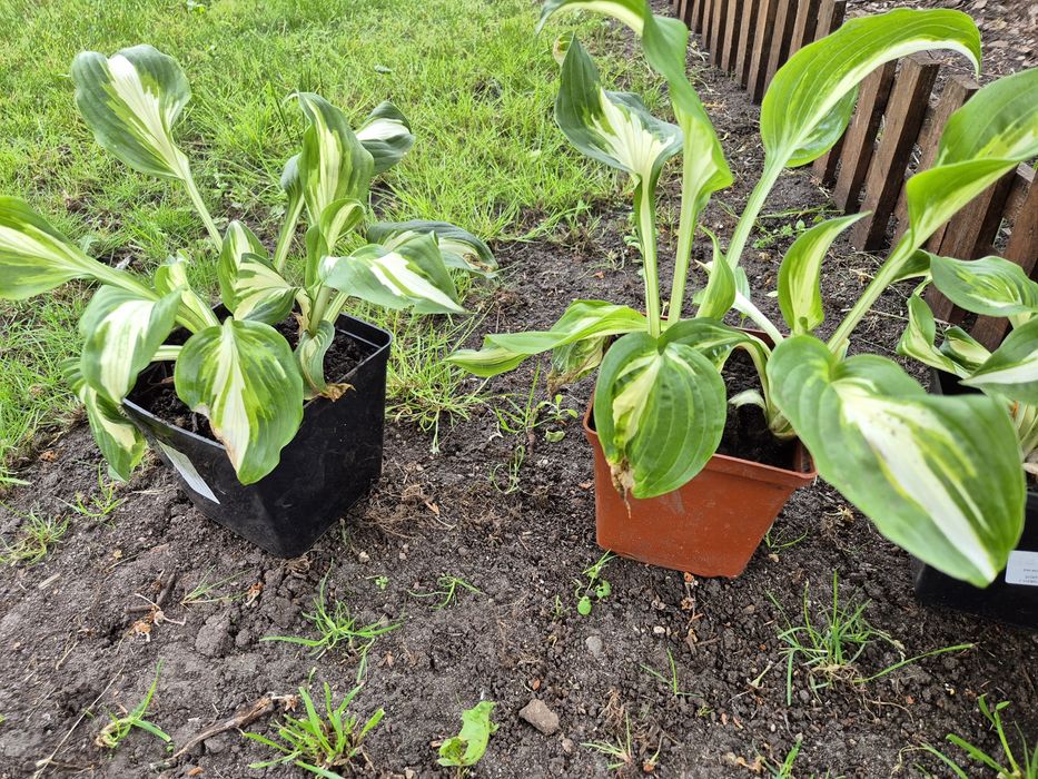 Fukia hosta sadzinki
