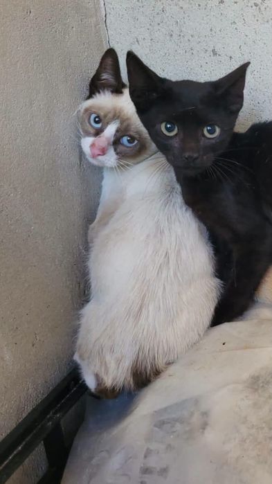 Gatos machos dois meses