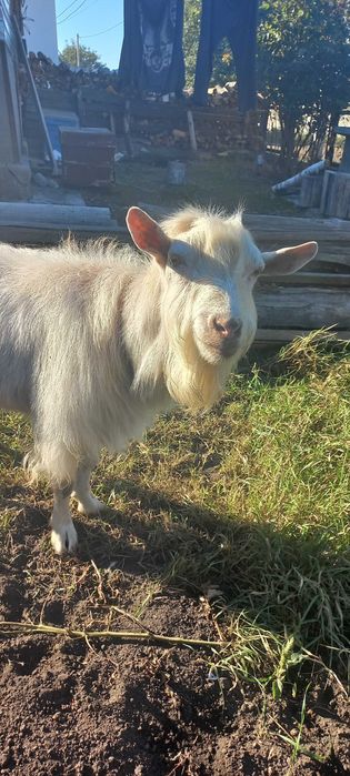 Цап парує кізок.