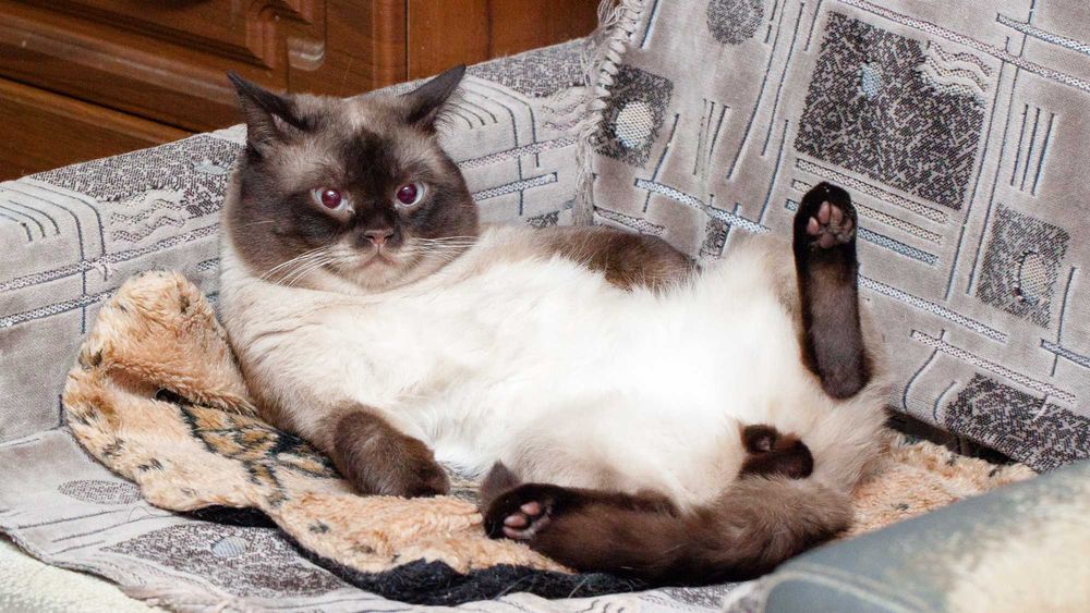 Скоттиш-страйт (шотландская прямоухая )Кот