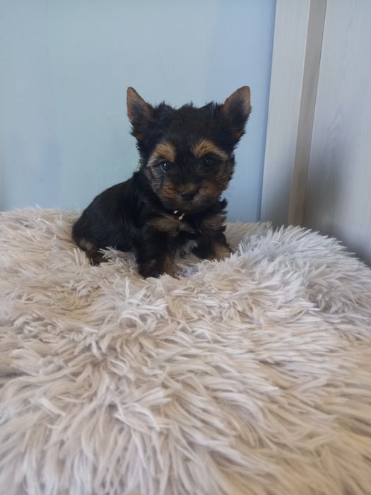 Suczka yorkshire terrier
