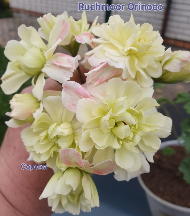 Пеларгонія/50 сортів