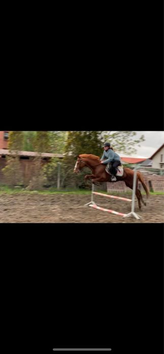 Klacz 14l lat 150cm